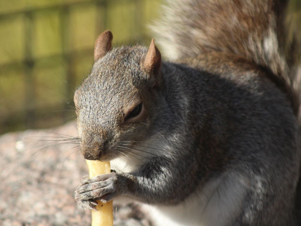 Eekhoorn in Central Park New York Eekhoorn in Central Park New York